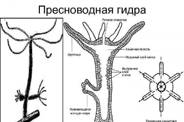 Kraken рабочее зеркало